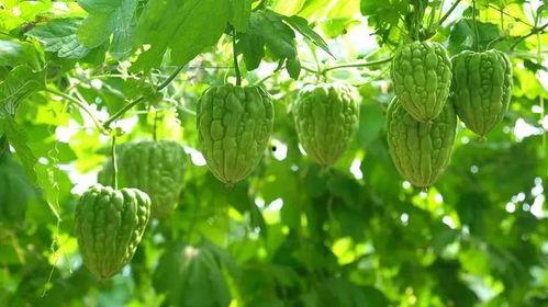 今日凉瓜价格行情最新,价格波动解析与市场趋势洞察