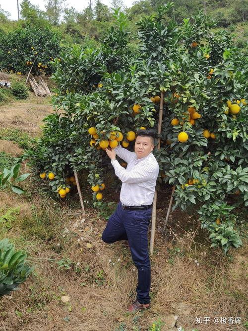 今日吊瓜多少钱一斤