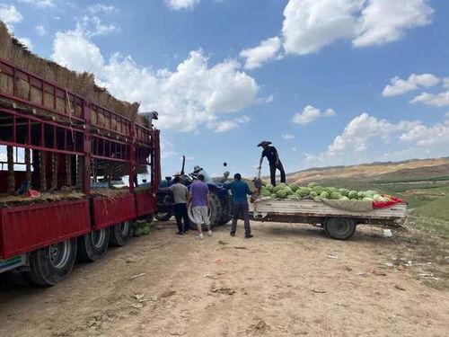 中卫西沙瓜今日装车价格,新鲜直供，价格行情一览