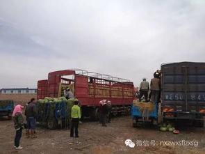 中卫西沙瓜今日装车价格,新鲜直供，价格行情一览