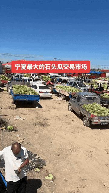 中卫西沙瓜今日装车价格,新鲜直供，价格行情一览