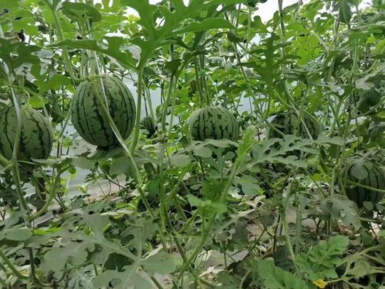 51吃瓜今日,揭秘娱乐圈最新热点事件