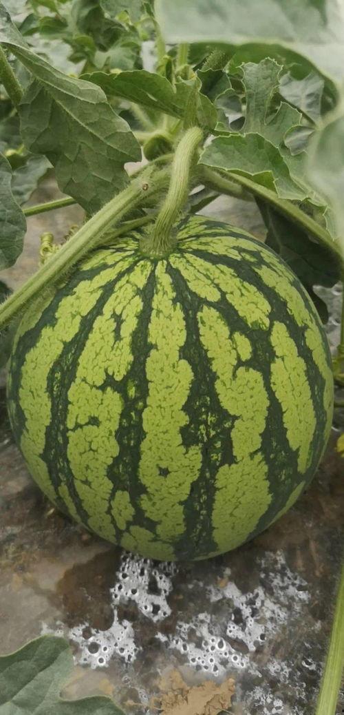 今日必看吃瓜,娱乐圈最新吃瓜大揭秘！