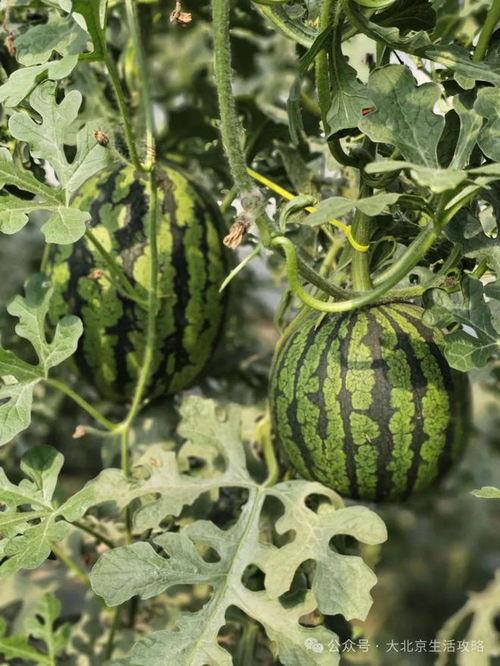 今日庞各庄小吊瓜售价表