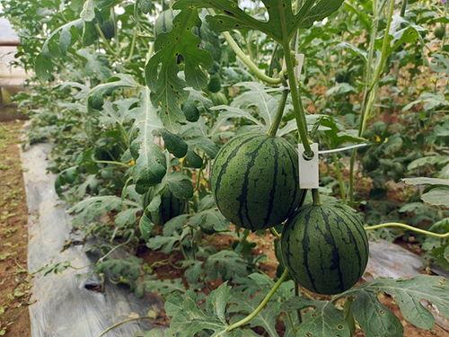 今日庞各庄小吊瓜售价表