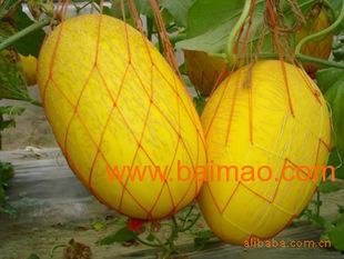 关注嘉兴今日哈密瓜行情,价格波动与市场动态一览