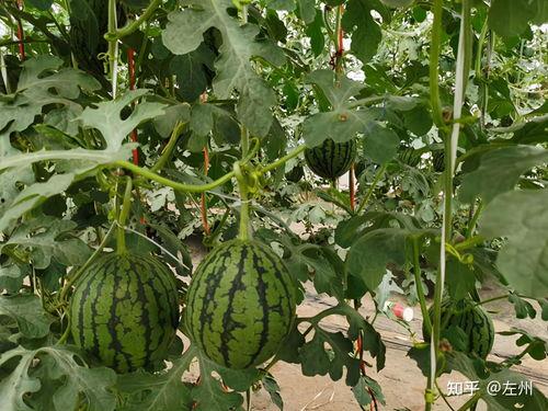 2024潍坊地爬吊瓜今日行情,今日市场动态一览