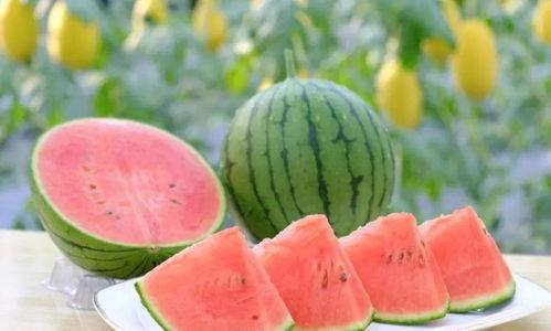 2024潍坊地爬吊瓜今日行情,今日市场动态一览