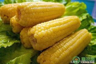 2024潍坊地爬吊瓜今日行情,今日市场动态一览