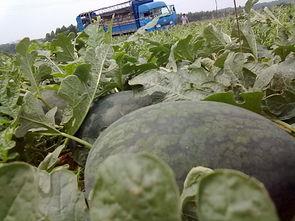 海南今日西瓜价格无籽瓜,无籽瓜价格行情一览