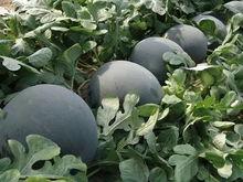 海南今日西瓜价格无籽瓜,无籽瓜价格行情一览