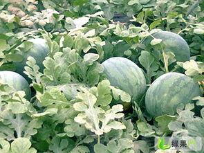 海南今日西瓜价格无籽瓜,无籽瓜价格行情一览