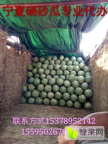 今日宁夏石头瓜价格,市场行情持续升温”