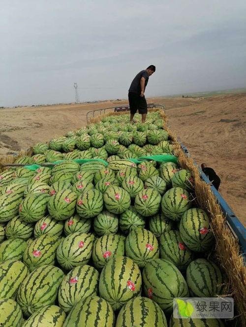 今日宁夏石头瓜价格,市场行情持续升温”