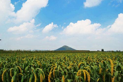 昌乐吊瓜今日价格,品质佳品，行情看涨