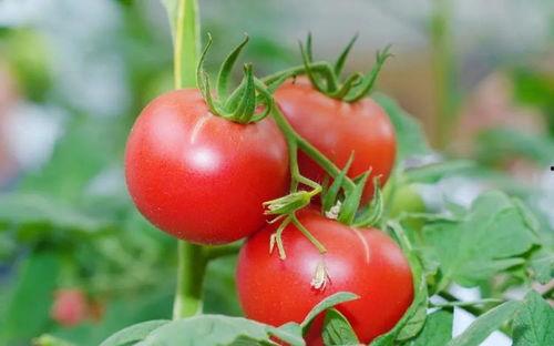 昌乐吊瓜今日价格,品质佳品，行情看涨