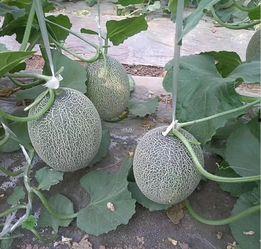 哈密瓜价格今日价湖南,湖南今日哈密瓜价格行情一览