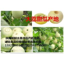 今日阎良田瓜批发价钱,价格波动解析与市场动态”