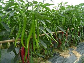 今日阎良田瓜批发价钱,价格波动解析与市场动态”