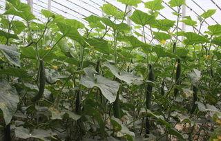 今日阎良田瓜批发价钱,价格波动解析与市场动态”