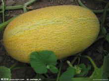 今日西瓜哈密瓜价格行情,哈密瓜与西瓜价格行情实时盘点