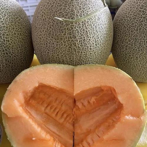 今日西瓜哈密瓜价格行情,哈密瓜与西瓜价格行情实时盘点