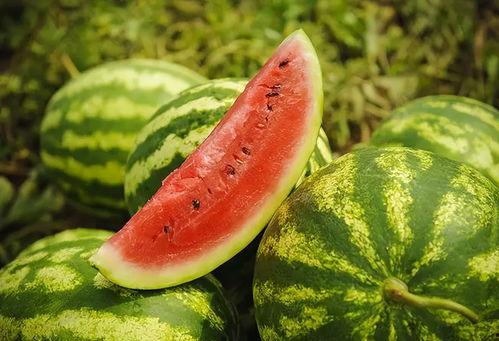 今日蕃瓜价格行情,价格波动解析与市场趋势洞察