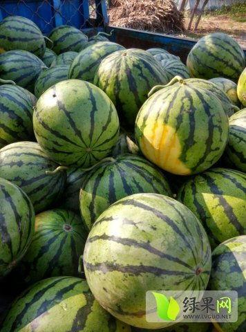 今日蕃瓜价格行情,价格波动解析与市场趋势洞察