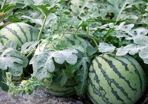 今日蕃瓜价格行情,价格波动解析与市场趋势洞察