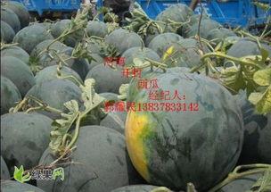 查询今日无籽瓜的价格,今日无籽瓜价格行情概览