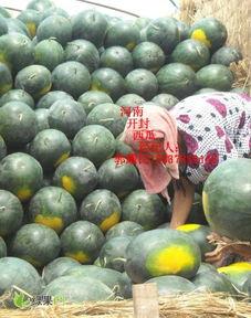 查询今日无籽瓜的价格,今日无籽瓜价格行情概览