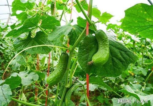 秋瓜垂满架今日摘来稀,今日摘得满架珍稀