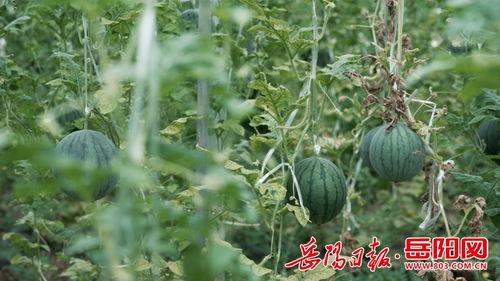 秋瓜垂满架今日摘来稀,今日摘得满架珍稀