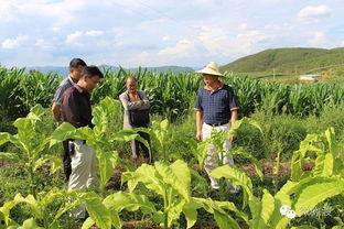 今日七甸土瓜塘新闻,土瓜塘社区发展新动态，聚焦民生改善与乡村振兴