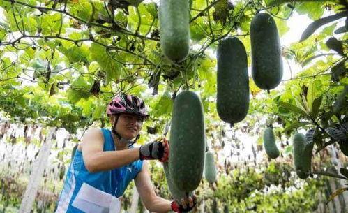 今日摘瓜视频在线观看,精彩瞬间在线观看，不容错过