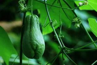 河口佛手瓜今日价格,市场行情一览”