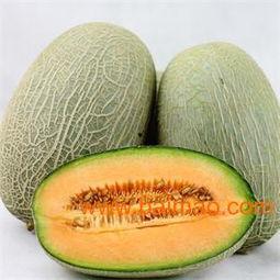 华丽港购哈密瓜价格今日,品质之选，实惠之选”