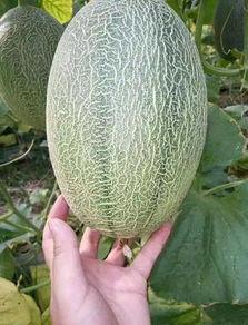 华丽港购哈密瓜价格今日,品质之选，实惠之选”