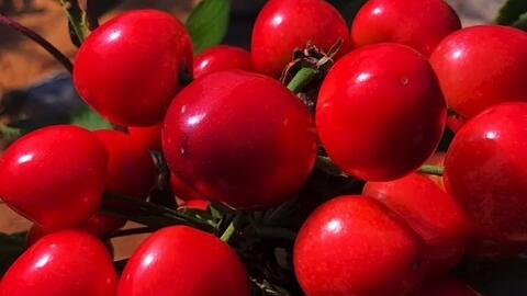 今日新鲜事胡芦瓜怎么吃,今日新鲜事教你美味吃法