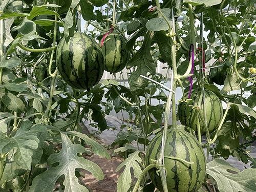 郑州今日小吊瓜价格,实惠与品质并存