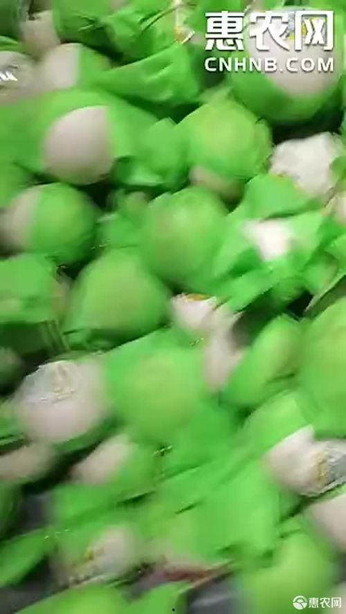 今日海南玉菇瓜价格行情,今日市场动态一览