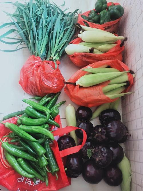 今日湛江蒲瓜价格,品质佳价优，市民抢购热潮涌动”