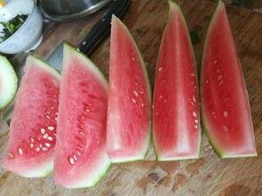 夏邑今日收瓜行情