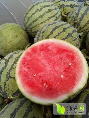 夏邑今日收瓜行情