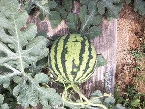 夏邑今日收瓜行情