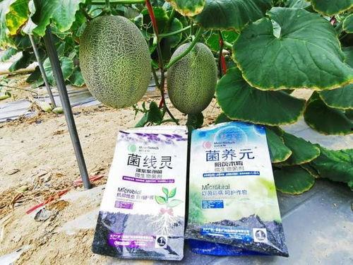 鄂尔多斯今日收瓜价,瓜价行情一览