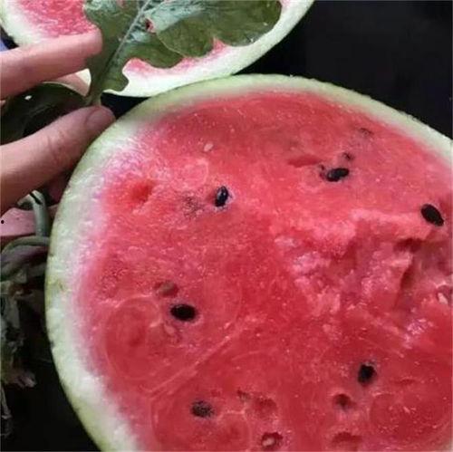 北京麒麟瓜今日行情